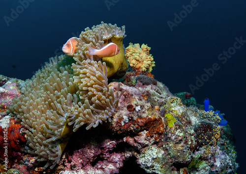 Clown fish, ,anemone and beautiful coral.