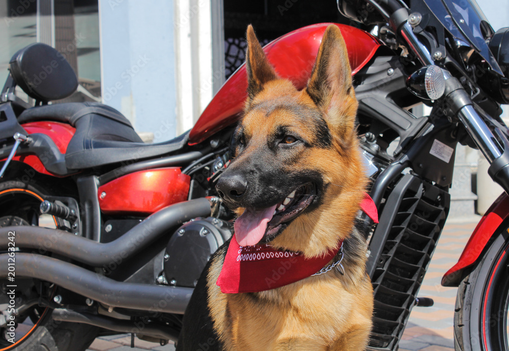 Foto Stock Portrait of a German Shepherd. The dog has a red bandana on his  neck. Dog with a tongue outdoors on a sunny day. Age of the dog - 15 months.