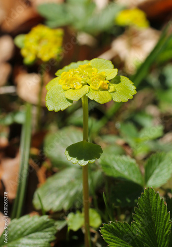 close photo of blooming alternate-leaved golden-saxifrage (Chrysosplenium alternifolium) photo