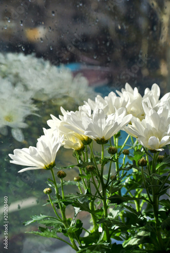 daisies plant with wet window in the background.