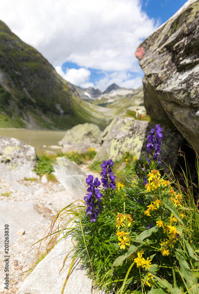 Wolfsbane (Aconitum napellus)