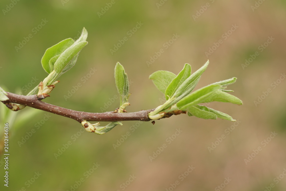 Young leaves and buds of pears. Young leaves and buds of pears.