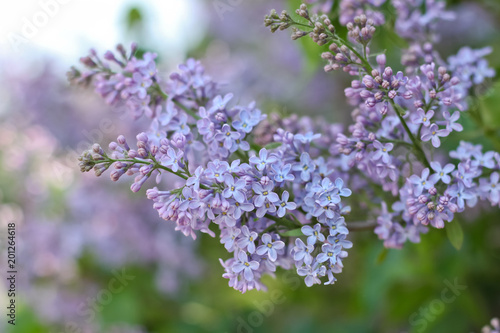 Purple Lilac Bush branch, isolated, spring postcard concept