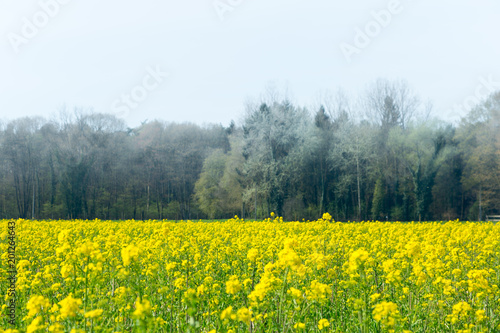Field of blooming Canola with trees in the background