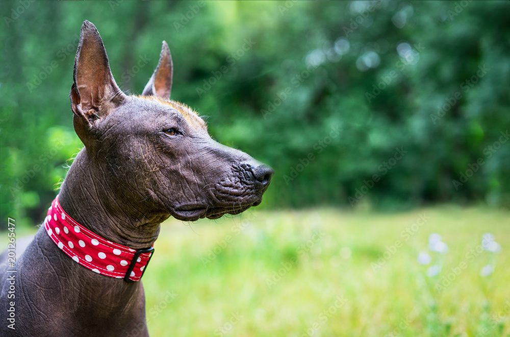 Closeup cute portrait One Mexican hairless dog (xoloitzcuintle, Xolo) in a red collar on a background of green grass and trees in the park