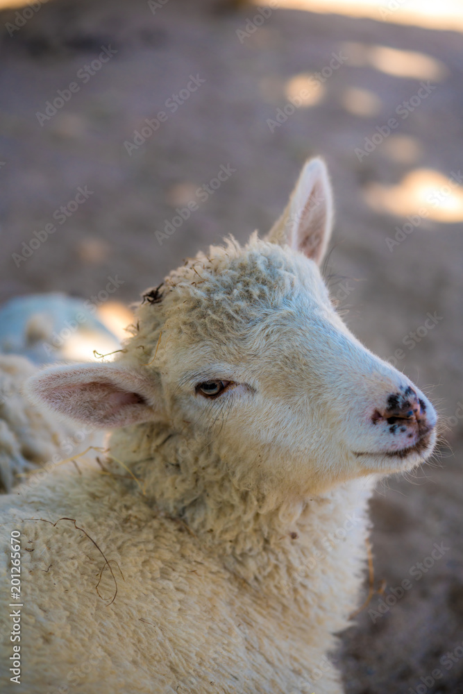 Adorable Sheep Looking