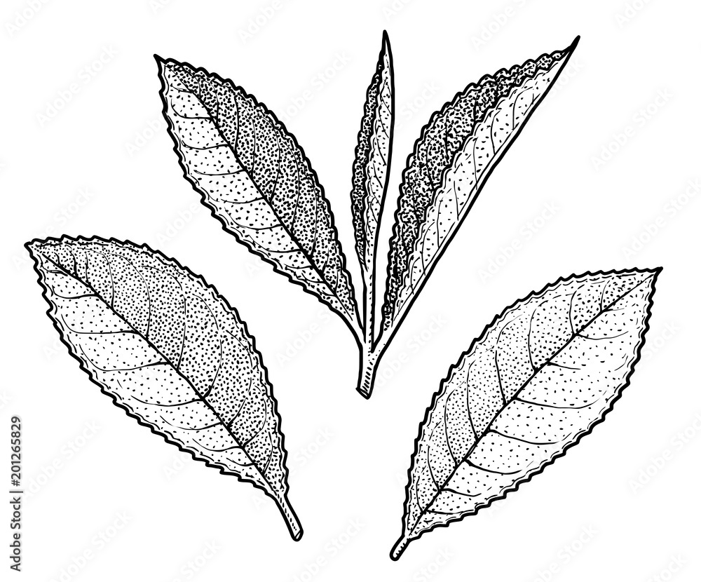 Tea leaf illustration, drawing, engraving, ink, line art, vector Tea leaf illustration, drawing, engraving, ink, line art, vector