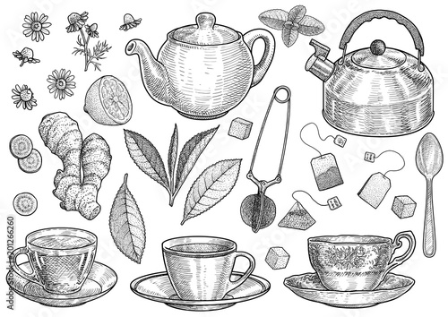 Collection of tea illustration, drawing, engraving, ink, line art, vector