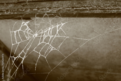  spider web without spider