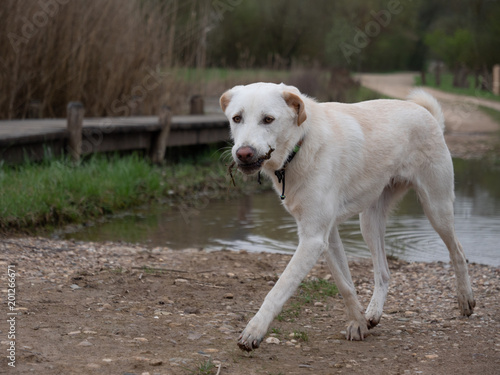 Hund beim Gassi gehen