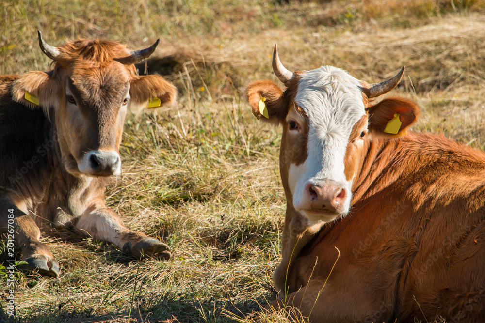 Cows lie in the meadow. Cows resting on the mountain pasture Cows lie in the meadow. Cows resting on the mountain pasture