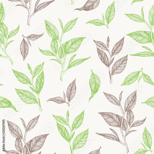 Tea seamless pattern. Hand drawn tea leaf vector illustration. Vintage packaging design. Engraved style.