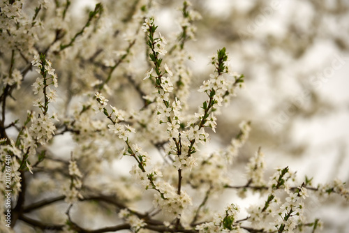 Kwitnące gałązki drzew owocowych © barytek