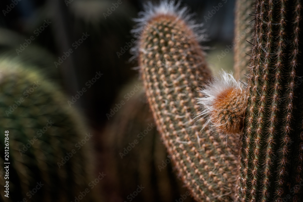 The cactus green nature in the botanical garden The cactus green nature in the botanical garden