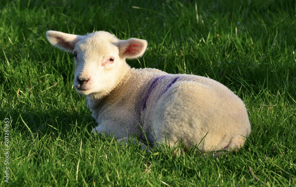 Young Lamb, U.K.
Telephoto image of a baby Sheep. Young Lamb, U.K.
Telephoto image of a baby Sheep.