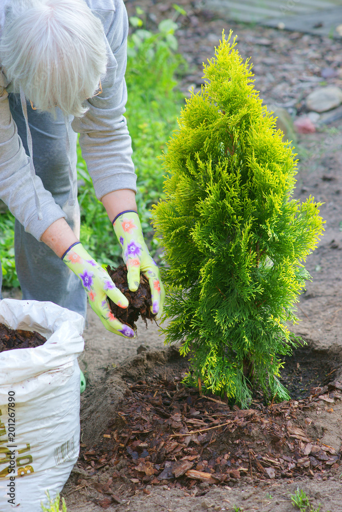 Fototapeta premium Planting plants step by step / ornamental shrub Thuja Golden Smaragd - mulching bark