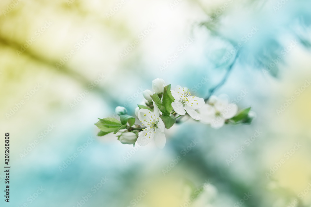 Spring blossoming spring flowers on a plum tree against soft floral background Spring blossoming spring flowers on a plum tree against soft floral background