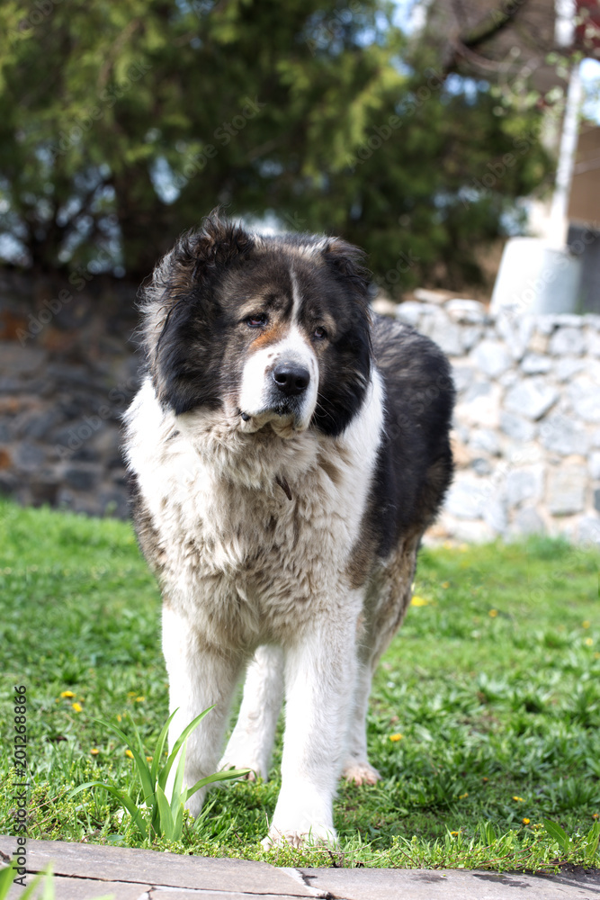 Caucasian Shepherd dog in the yard. Caucasian sheepdog in sprig time Caucasian Shepherd dog in the yard. Caucasian sheepdog in sprig time