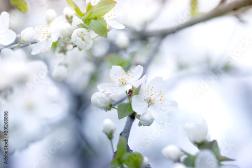 Spring blossoming spring flowers on a plum tree against soft floral background