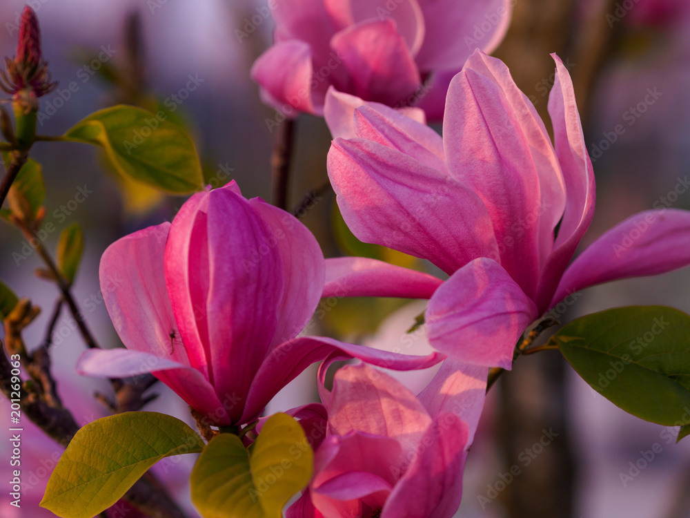 Pink Magnolia flowers