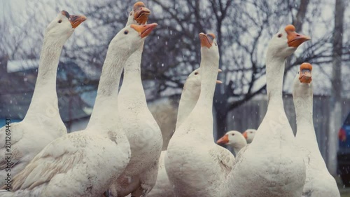 A flock of domestic geese in the village. Geese in the Russian outback. Eastern Europe, 4K