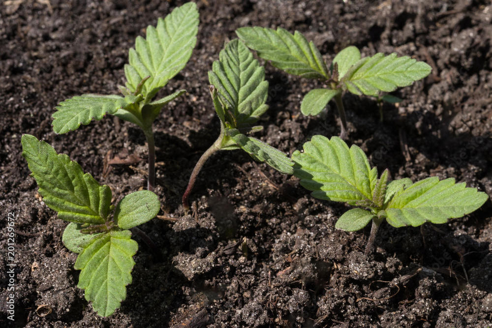 Several young sprouts of marijuana with the first leaves on the background of the soil. Several young sprouts of marijuana with the first leaves on the background of the soil.