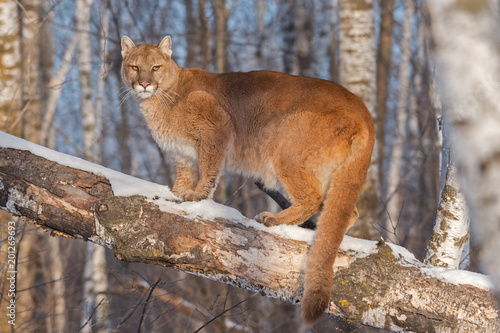 Adult Female Cougar (Puma concolor) Annoyed in Tree