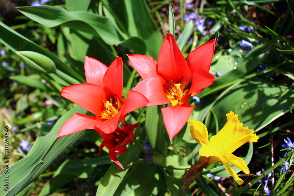 Tulpen und Osterglocke Tulpen und Osterglocke