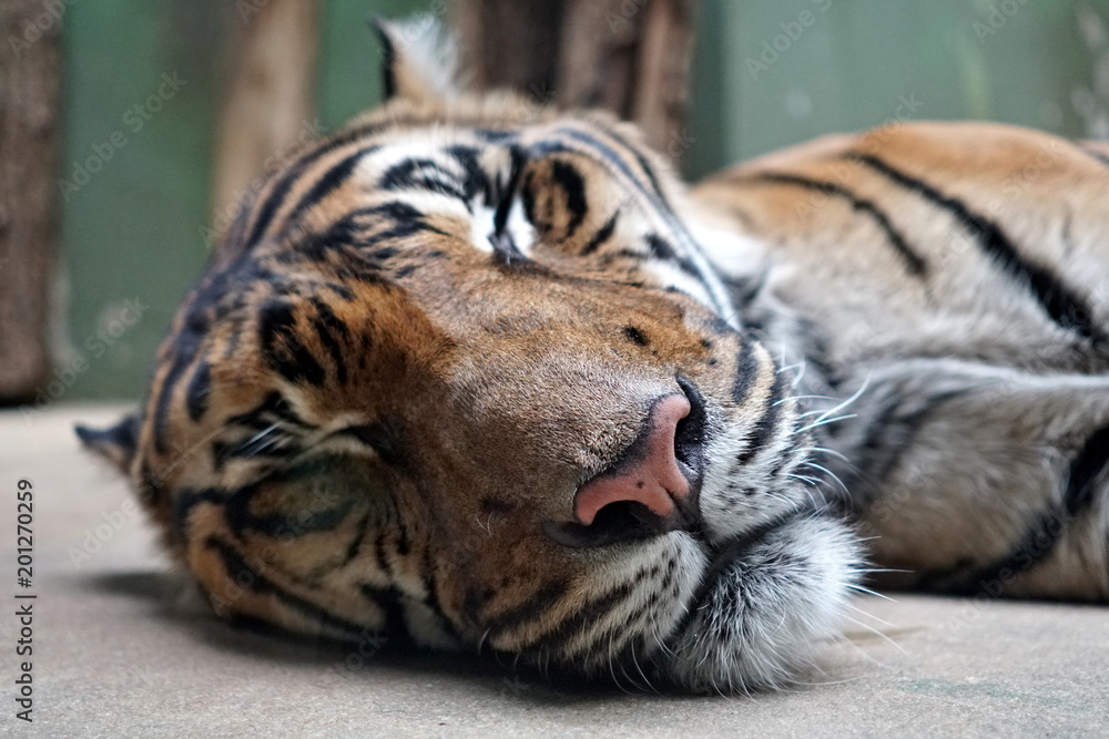 Fototapeta premium Tiger - nature