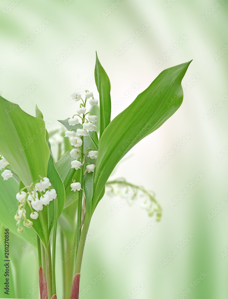 Obraz premium Brins de muguet