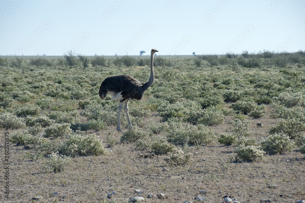 Naklejka premium Namibia