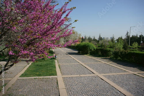 Stone covered pedestarian road in peacefull park