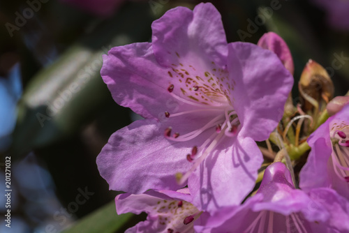 rododendron, bladofioletowy kwiat, ciene zielone tło