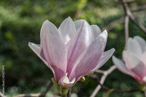 natural pink magnolia flower, closeup, magnolia, bladoróżowe pąki, kwiaty