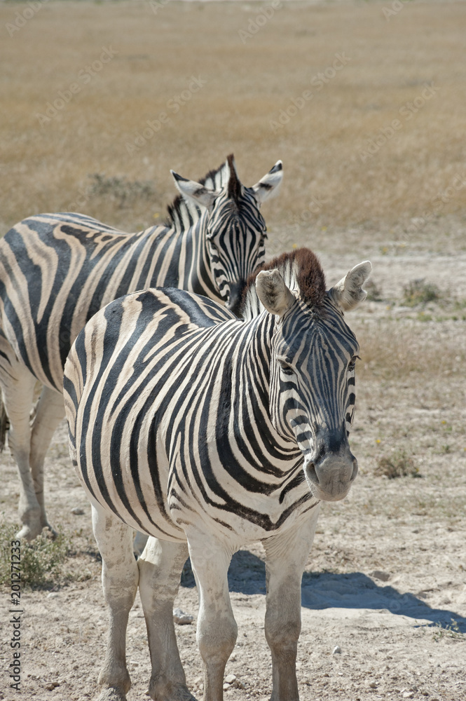 Fototapeta premium Namibia