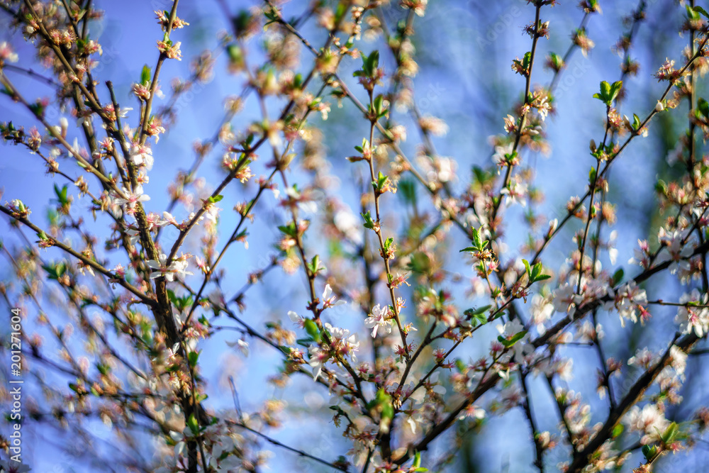 Beautiful cherry tree with branches of white blooming flowers on blue sky sunset background. Natural spring blossoms soft background
