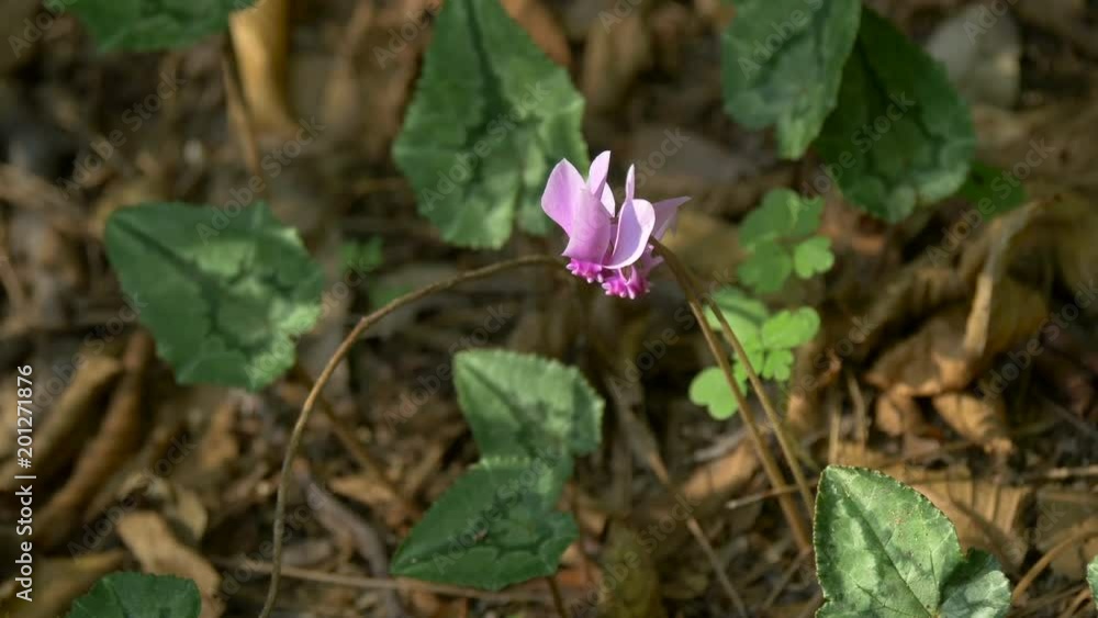 Purple flower in it natural environment Purple flower in it natural environment