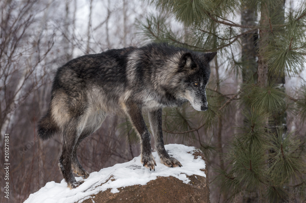 Black Phase Grey Wolf (Canis lupus) Stands on Rock Black Phase Grey Wolf (Canis lupus) Stands on Rock