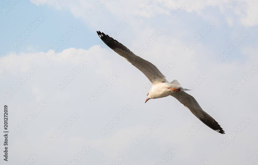 Fototapeta premium Seagulls are flying at the sea.