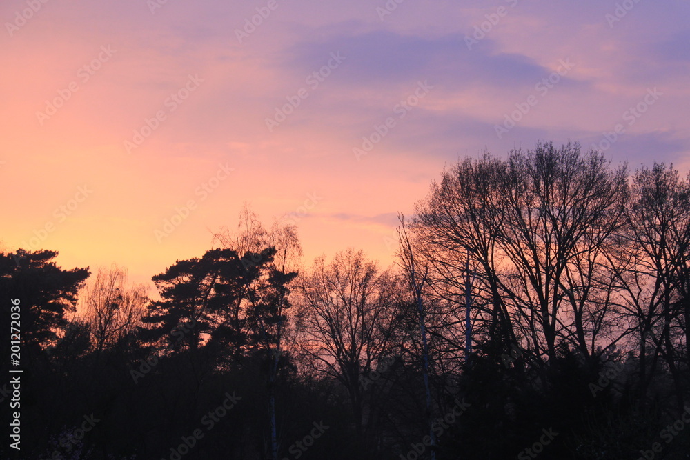 Sonnenuntergang in den schönsten Pasteltönen mit Schattenriss aus Bäumen und Sträuchern