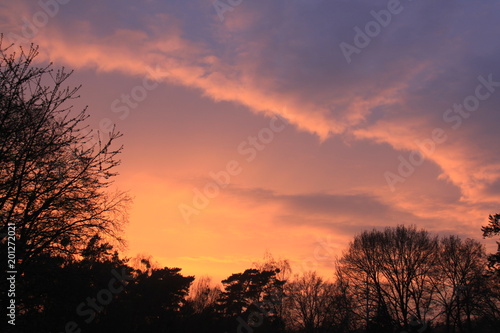wundersch  ner Sonnenuntergang mit leuchtenden Farben von orange bis blau und einem Schattenriss aus B  umen und Str  uchern