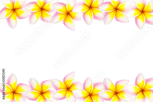 Frangipani with blank on a pure white background