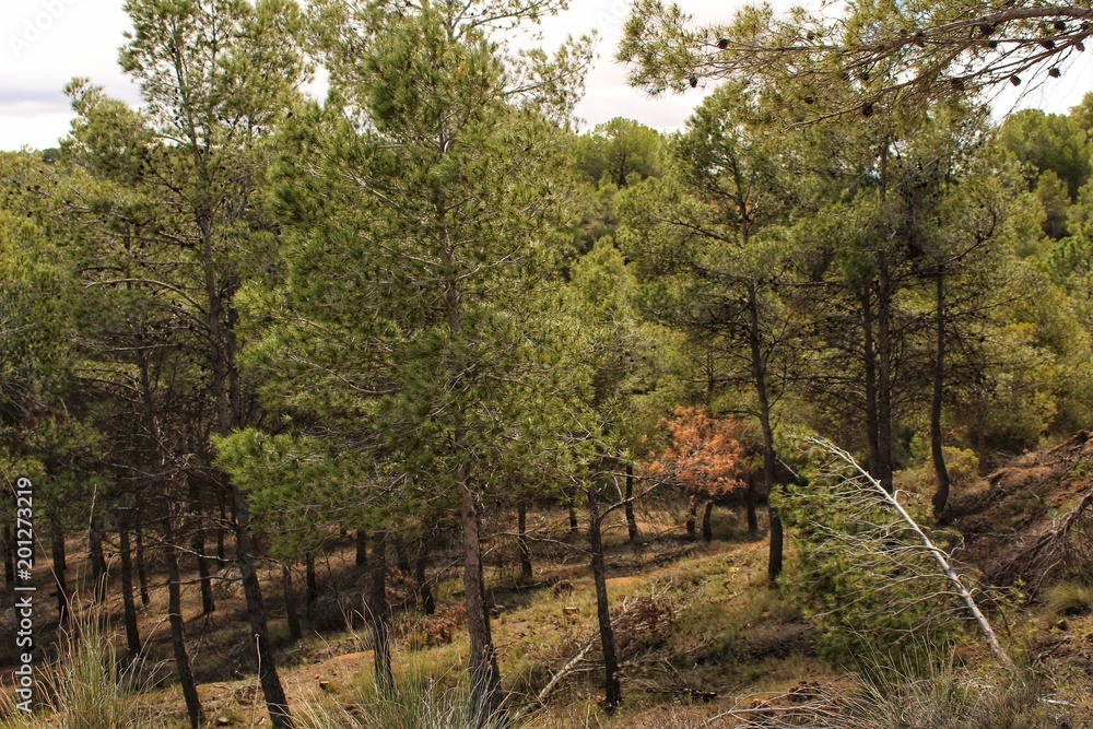 Colorful and leafy pine forest in the mountain