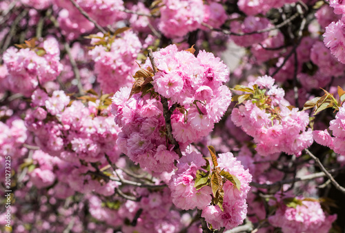 Beautiful cherry blossom sakura in spring time over blue sky. © vasyl90