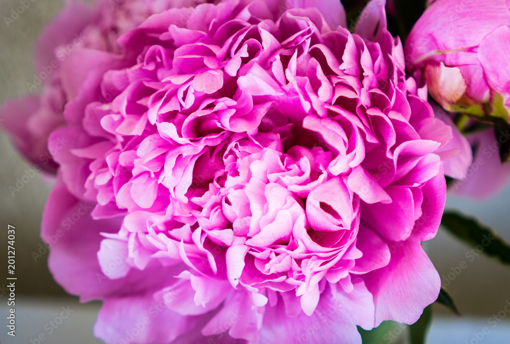 Bright Pink Peony Bright Pink Peony