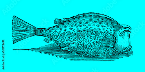 Scrawled cowfish (acanthostracion quadricornis) in side view in front of a bright blue background (after a historical woodcut illustration from the 17th century). Easy editable in layers photo