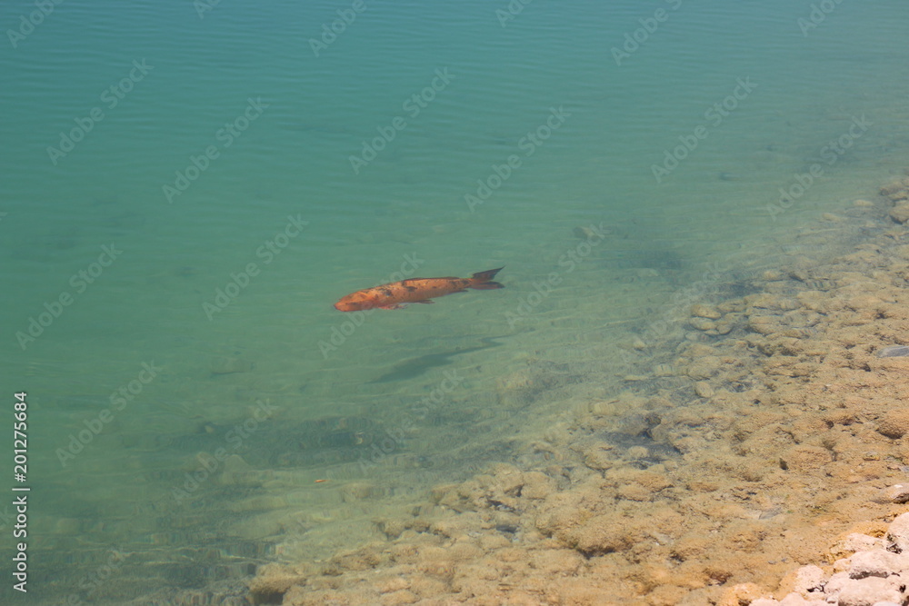Obraz premium peixe peixinho peixão
