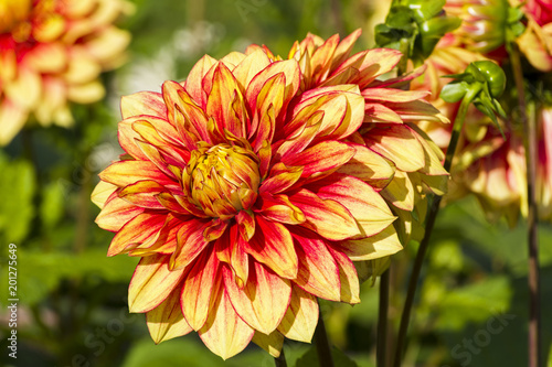 Fototapeta Naklejka Na Ścianę i Meble -  Beautiful red and yellow dahlia