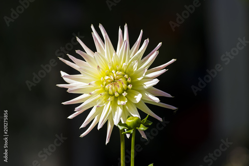 Fototapeta Naklejka Na Ścianę i Meble -  Bright yellow-green dahlia.
