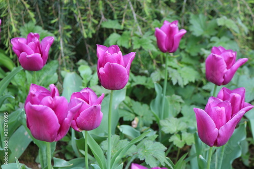 Purple tulips in spring garden